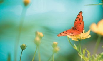 Myron Nelson – Obituary